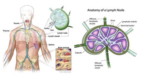 Lymph Nodes Structure And Functions