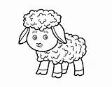 Lamb Coloring Little God Coloringcrew Colorear Print Getcolorings sketch template