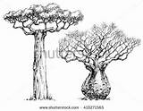 Baobab Tree Coloring Cartoon Vector Iconic African Designlooter sketch template