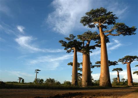 Avenue Of The Baobabs In Madagascar