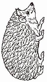Hedgehog Coloring Mitten Jan Janbrett Reversed sketch template