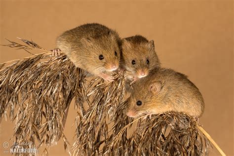 harvest mouse pictures harvest mouse images naturephoto