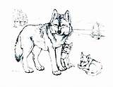Pages Coloring Wolves Realistic Getcolorings sketch template