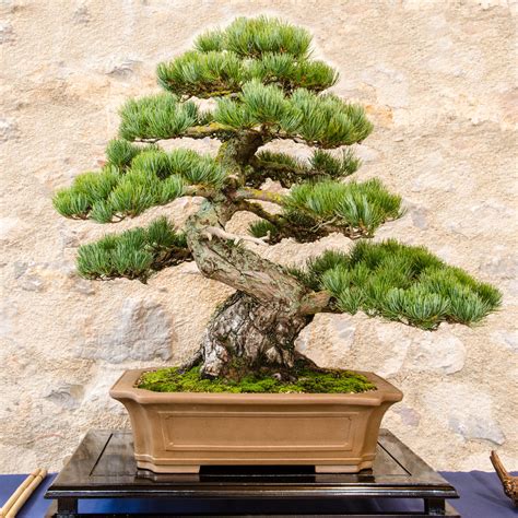 types  bonsai trees  style  shape  pictures