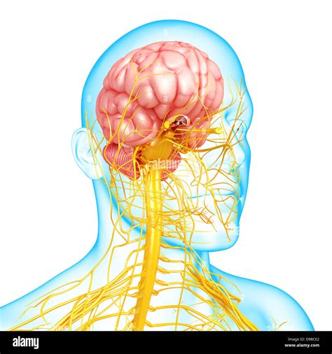 nervensystem des menschlichen kopf anatomie  form von  ray