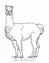 Coloring Alpaca Pages Book Animals Sheets Popular sketch template