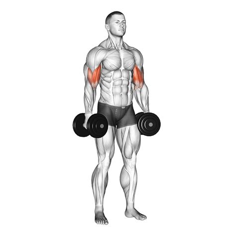biceps curl benefits muscles worked   inspire