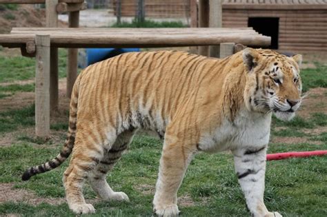Male Tigon Rare Cats Hybrid Cat Wild Cats