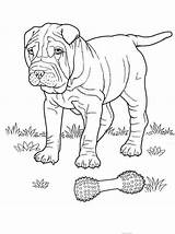 Coloring Bulldog Pages Dog Cute Printable sketch template