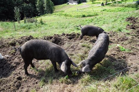 schwarzes alpenschwein schweinerasse der alpen diegruenech die gruene