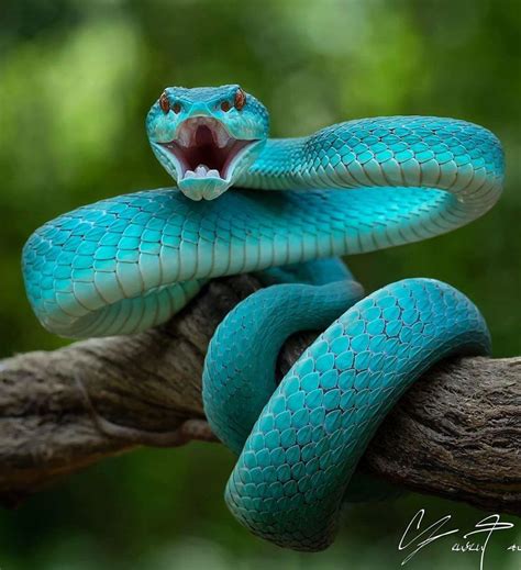 blue snake rblue