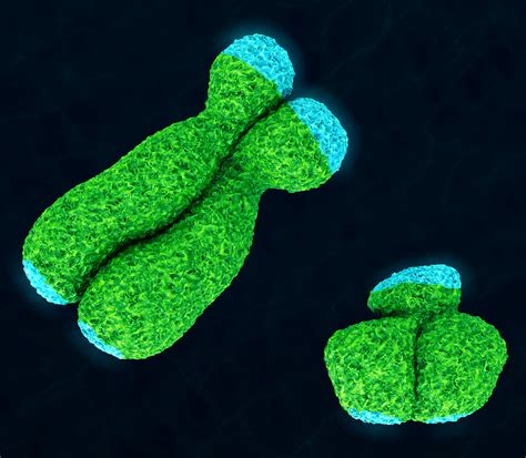 Sex Disease Chromosome Size To Feature In Early Career