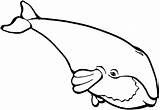 Whale Coloring Outline Template Pages Clipart Categories Clipartbest Cliparts sketch template