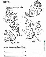 Coloring Leaf Leaves Pages Printable Tree Print Arbor Color Trees Kids Types Fall Colouring Sheets Palm Sheet Printables Identification Large sketch template