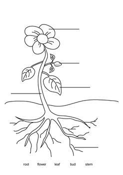 label  plant parts   flower parts   plant coloring pages