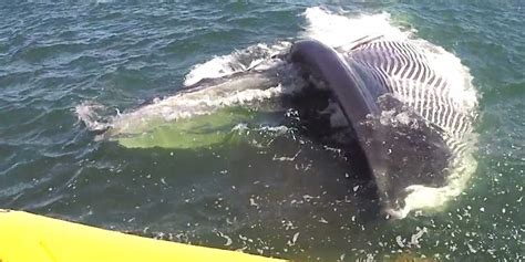 fin whale opens  mouth  swims  close  tourist