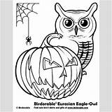 Coloring Owl Halloween Pages Popular Eurasian Eagle sketch template