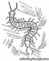 Centipede Coloring Pages Ghoul Tokyo Kids Designlooter Printable Getcolorings Color Fast Drawings 59kb 1000px Outstanding Unique sketch template
