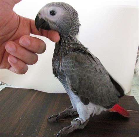 young hand tamed african grey parrots birds  sale price