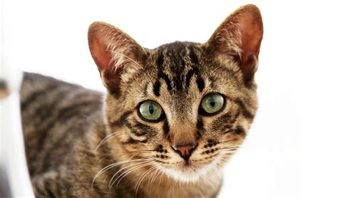 features   cats ears    pet blog veterinary tips