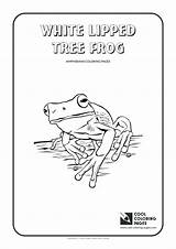 Frog Life Cycle Coloring Pages Getcolorings Printable Getdrawings sketch template