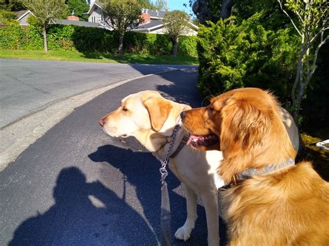 group dog walks foster city ca patch