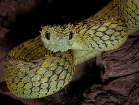 snake    viper rtaylorswift