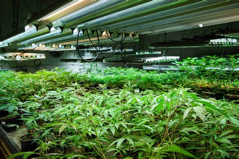 design grow rooms   plants bioenergy consult
