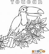 Toucan Coloring Bird Exotic Pages Jungle Printable Kids Preschoolers Color sketch template