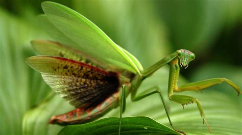 praying mantis surviving prepper
