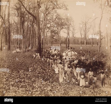 picking cotton  plantation  res stock photography  images alamy