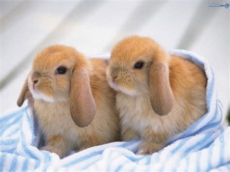 baby bunny baby animals photo  fanpop