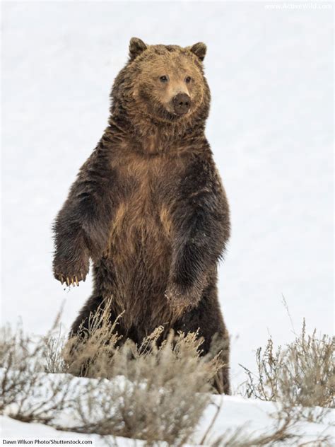 brown bear information pictures video facts    brown bear