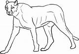 Pantera Kolorowanki Panther Panteras Desenho Pantery Zwierzęta sketch template