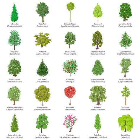 common types  trees  names facts  pictures icon set