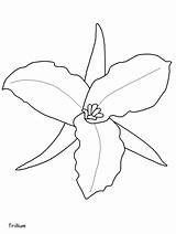 Coloring Pages Trillium Flowers Grandiflorum Printable Book Print Coloringonly Lilac Plants Categories Kids Other Advertisement Easily Coloringpagebook sketch template
