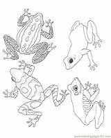 Grenouille Salamander Frogs Rainforest Coloringhome Codes Insertion sketch template