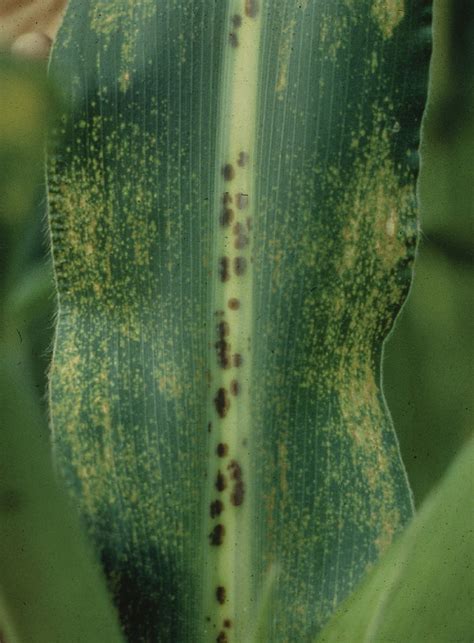 brown spot disease  maize brown spot disease physoderma flickr