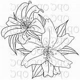 Lily Tiger Stargazer Drawing Coloring Lilies Sketch Pages Flower Lilly Getdrawings Getcolorings Paintingvalley sketch template
