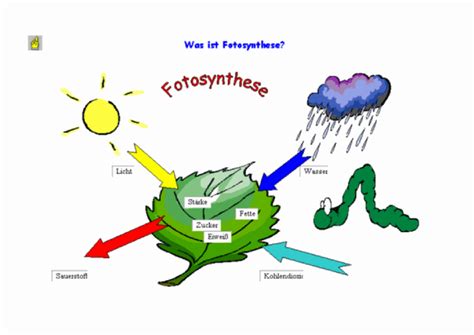 fotosynthese neubecks seiten