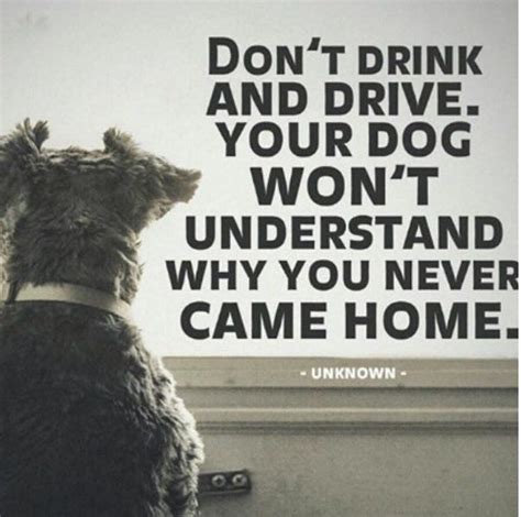 twitter drunk driving quotes drive safe quotes dont text  drive dont drink  drive