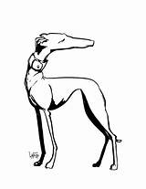 Greyhound Drawing Line Sketch John Lafree Gesture Drawings Getdrawings sketch template