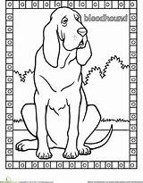 Coloring Bloodhound Pages Dog Printable First Getcolorings Worksheets Designlooter Print Education Dogs sketch template