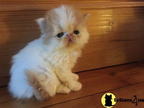 persian kitten  sale  pedigree persians  yrs   mths