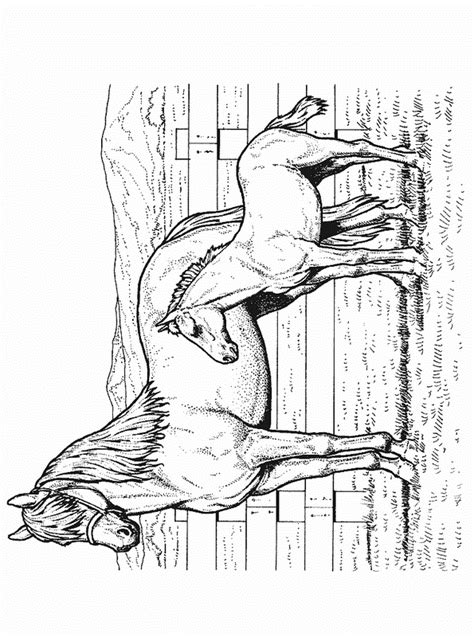 paard en veulen tekening