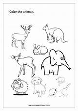 Animals Coloring Birds Animal Pages Sheets Miscellaneous Sheet Activity Megaworkbook Sea sketch template