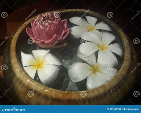 flower   spa stock photo image  pick lotus