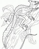 Coloring Basilisk Lizard Pages Colouring Library Clipart Gif Green Popular sketch template