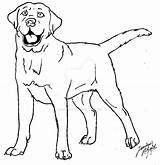 Labrador Simensis Canis Designlooter sketch template