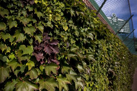 Turning Of Wrigley Ivy Adds Another Shade To Cubs World Series Quest